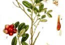Airelle rouge (Vaccinium vitis-idaea)
