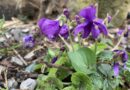 Violette odorante … Une plante gracieuse et parfumée aux multiples facettes