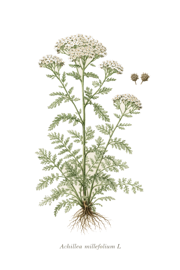 Planche botanique d’Achillea millefolium