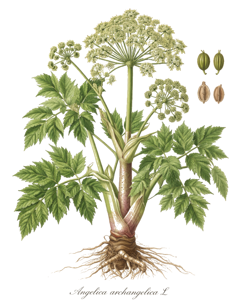 Planche botanique couleur de Angelica archangelica L.