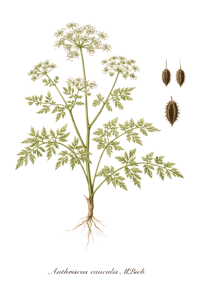 Planche botanique couleur de Anthriscus caucalis M.Bieb.
