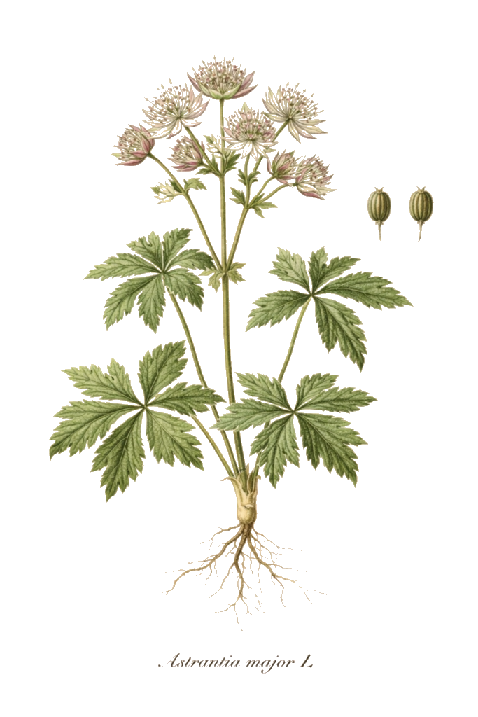 Planche botanique couleur de Astrantia major L.