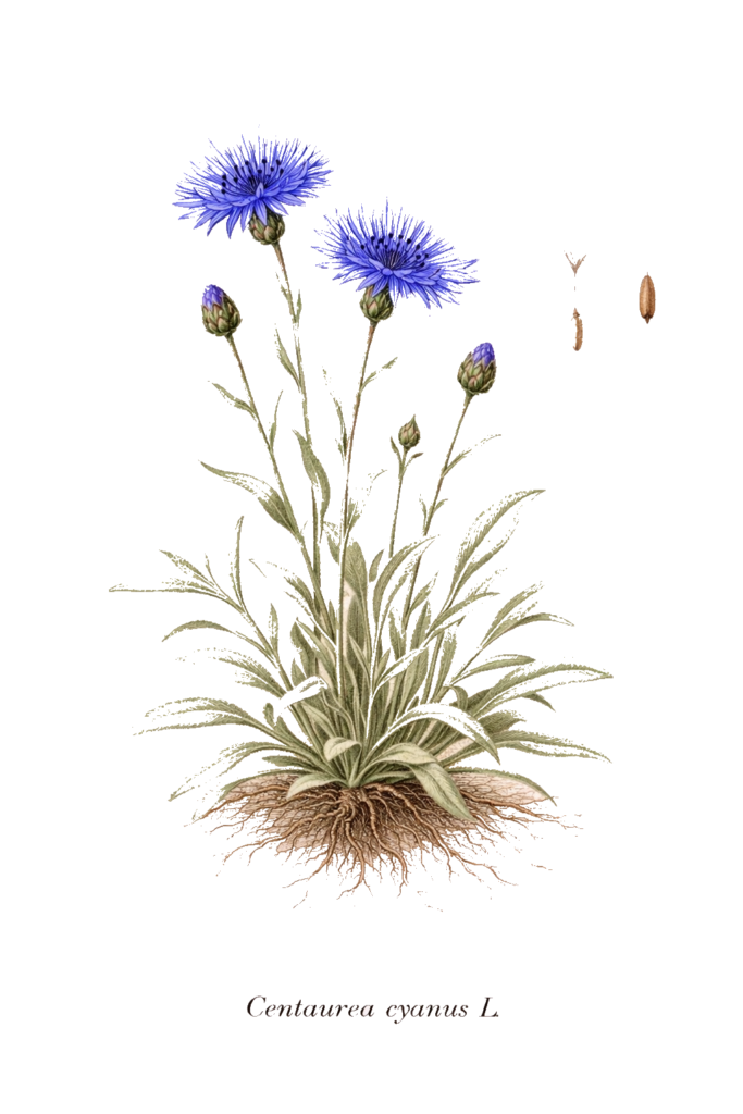 Planche botanique du bleuet des champs