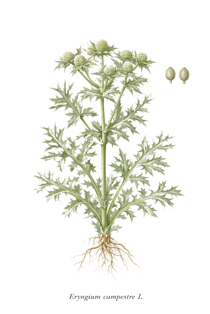 ERYNGIUM CHAMPÊTRE