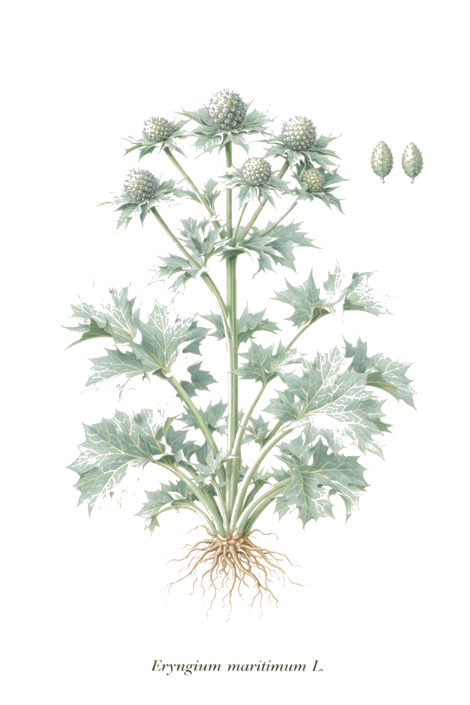 ERYNGIUM MARITIME