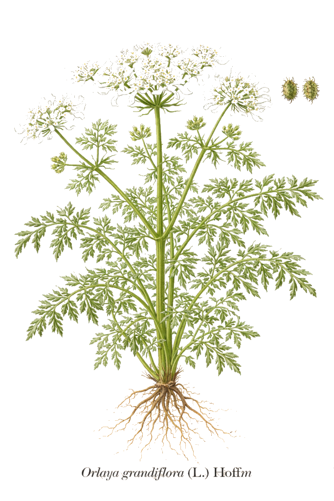 ORLAYA À GRANDES FLEURS