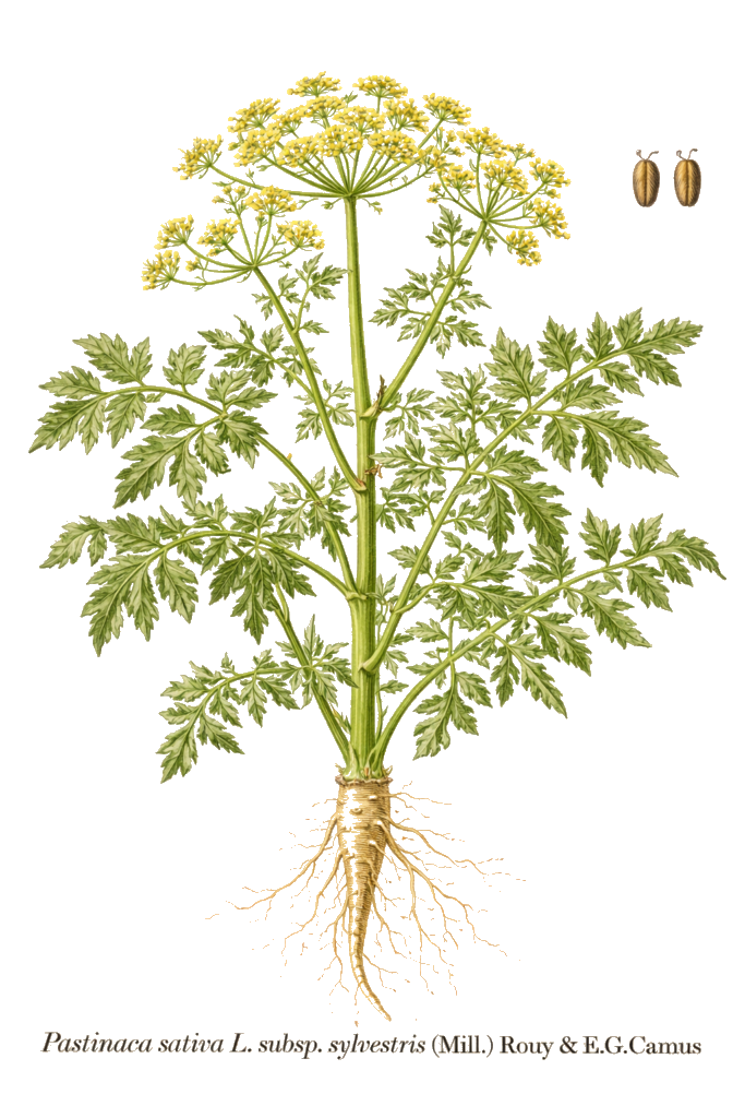 PANAIS SAUVAGE