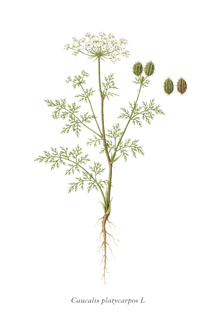 CAUCALIS À GRANDES FLEURS