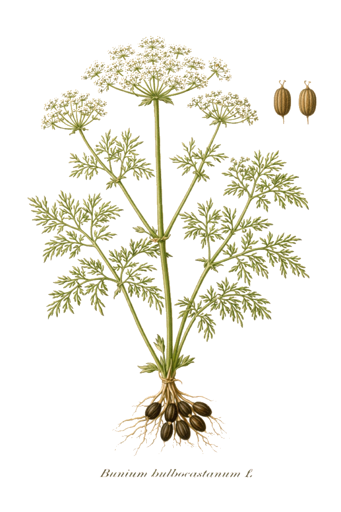 Planche botanique couleur de Bunium bulbocastanum L.