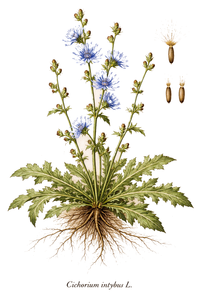 Planche botanique de la chicorée sauvage