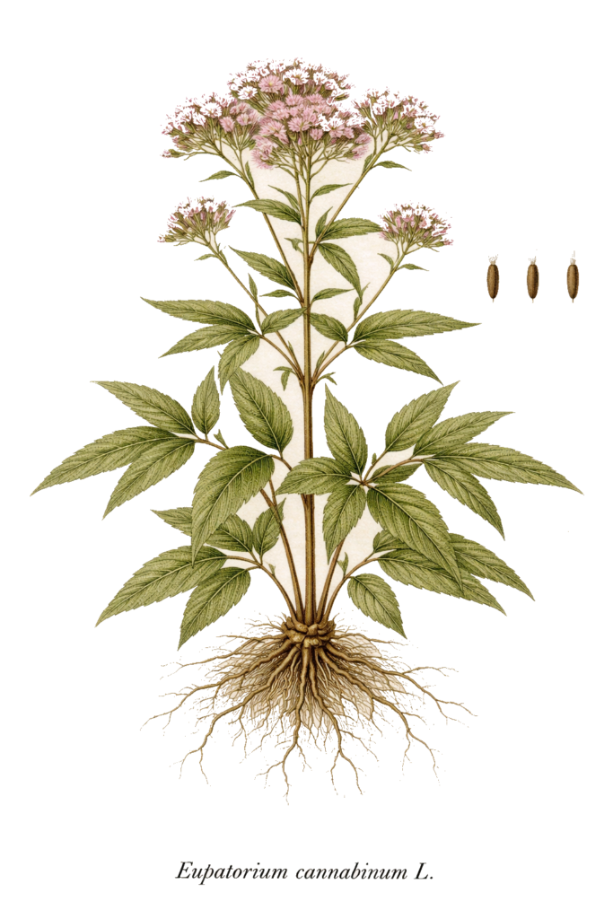 Planche botanique de l’eupatoire à feuilles de chanvre