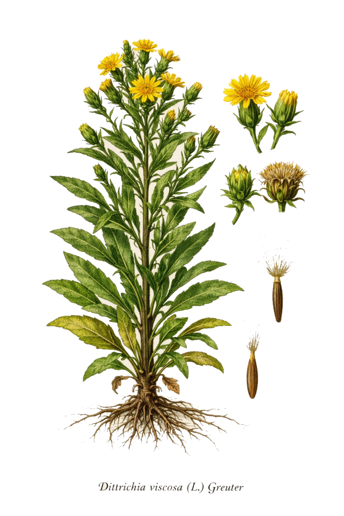 Planche botanique de l’inule visqueuse