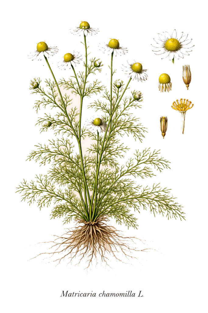 Planche botanique de la matricaire camomille