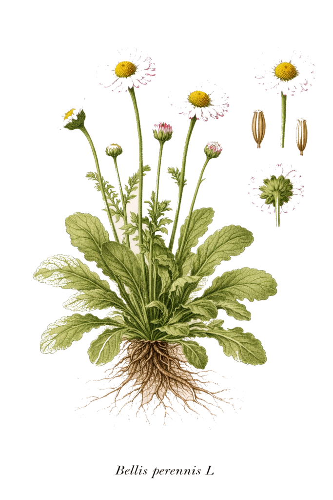 Planche botanique de la pâquerette