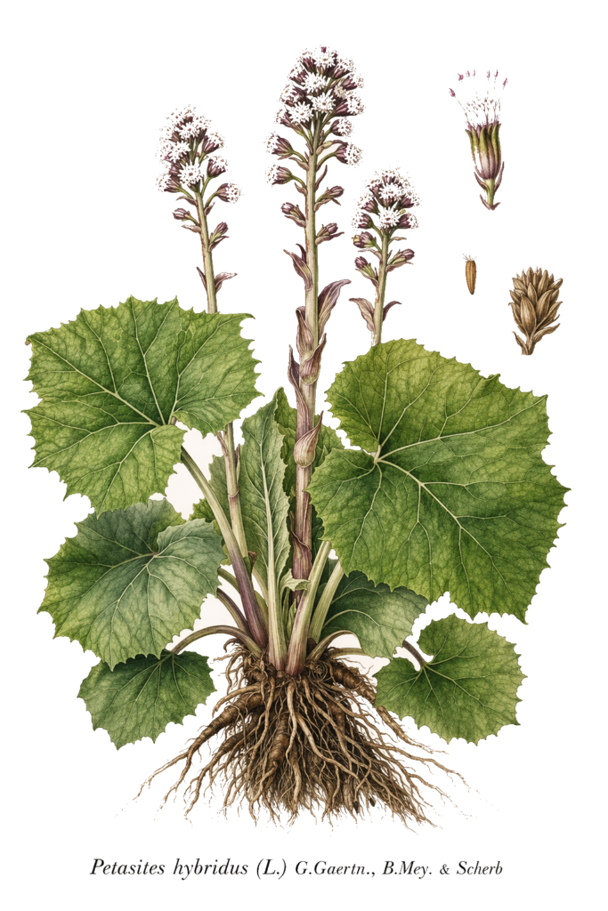 Planche botanique du pétasite hybride