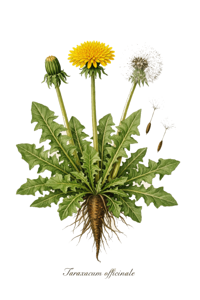 Planche botanique de Taraxacum officinale