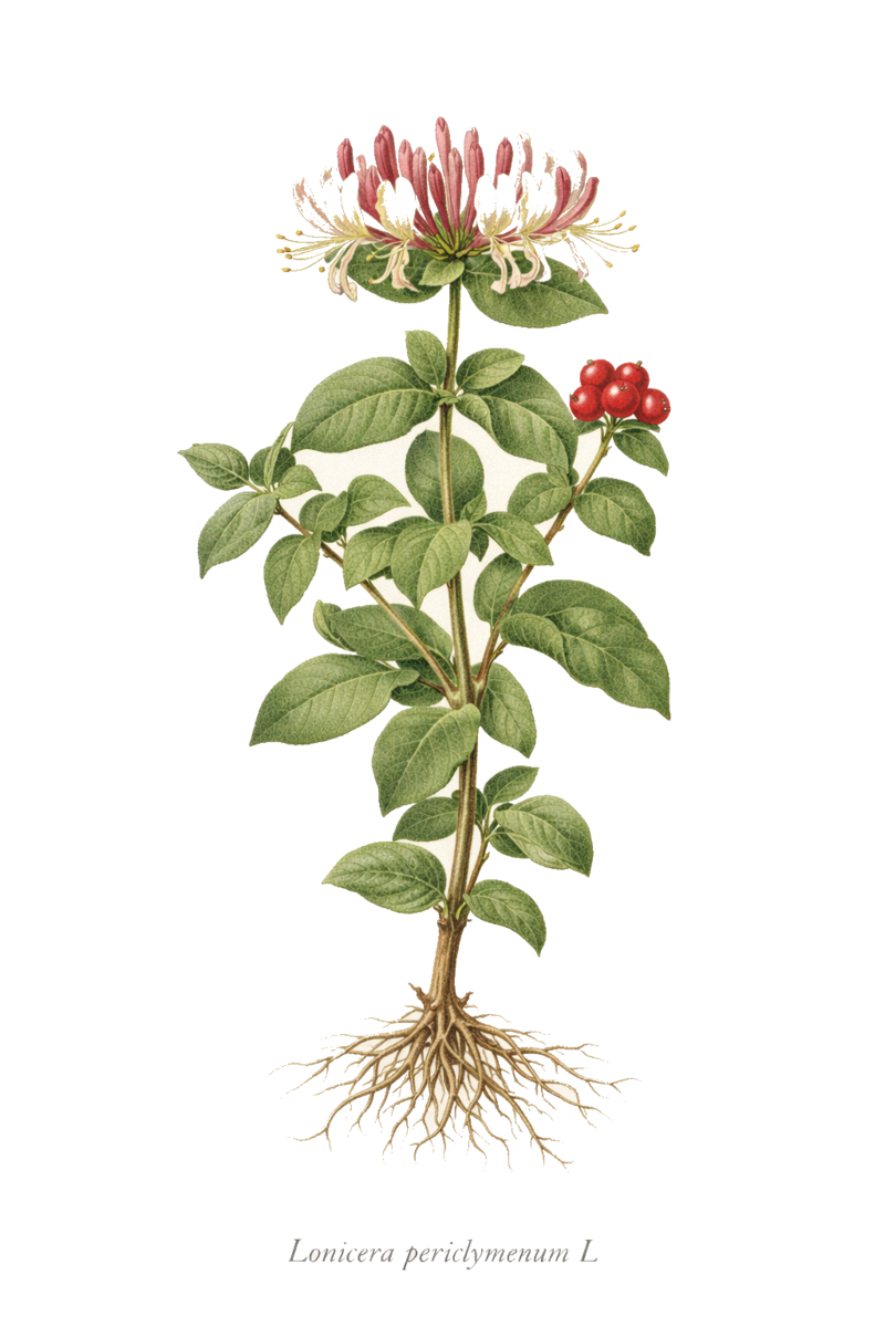 CHÈVREFEUILLE DES BOIS