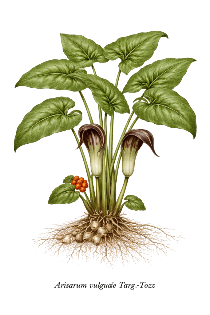 Planche botanique de Arisarum vulgare