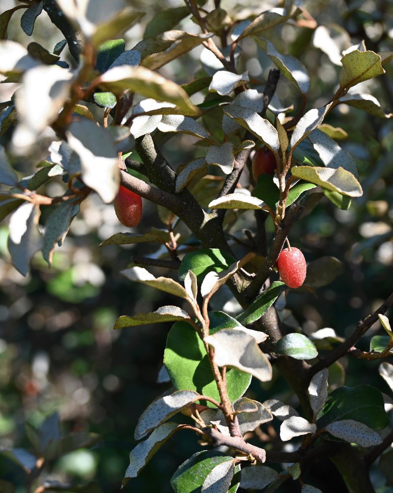 Elaeagnus ebbingei - photographie