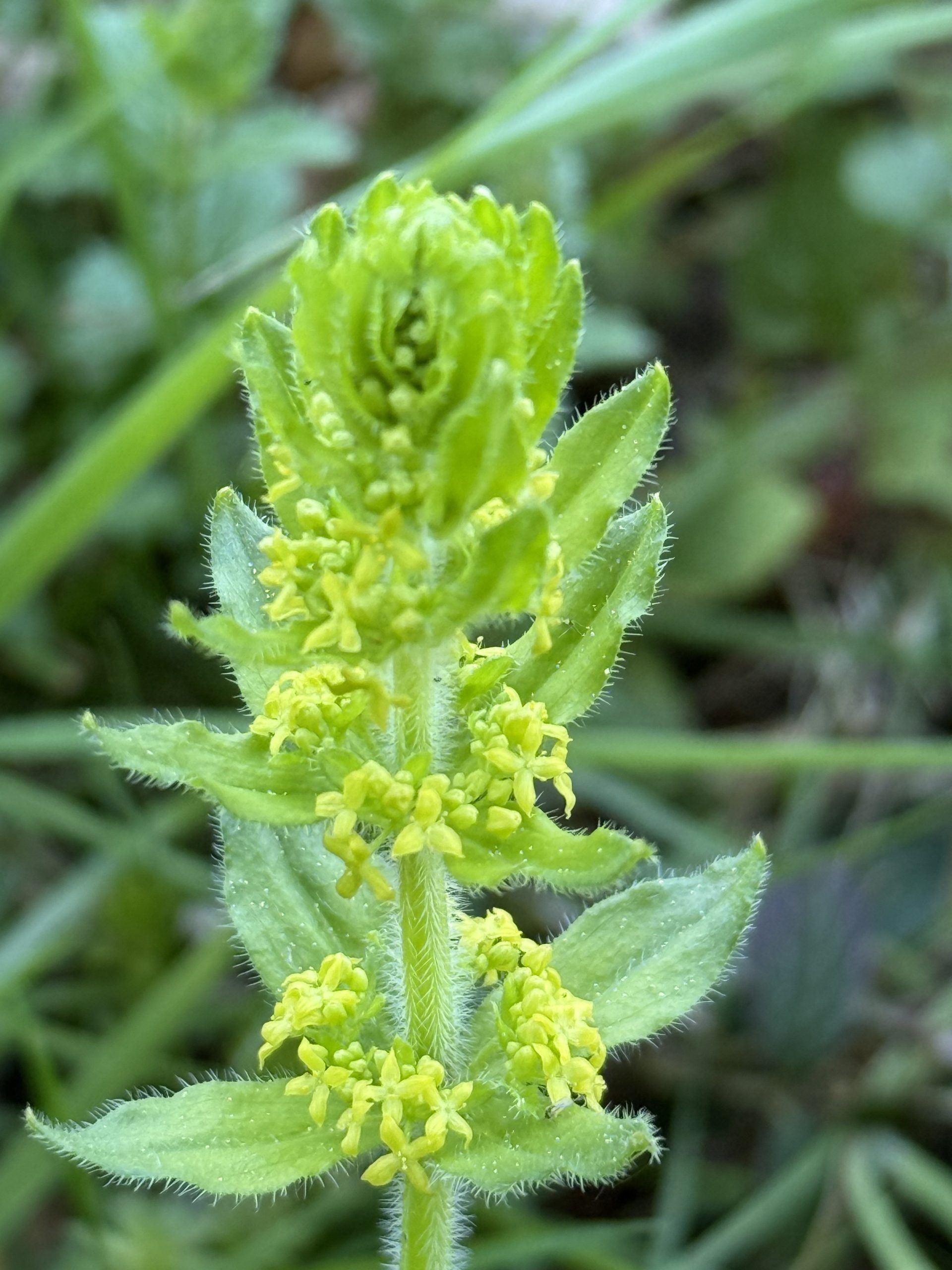 Gaillet Croisette - Cruciata laevipes
