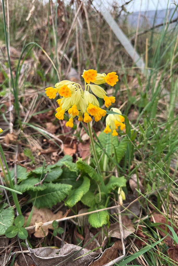 Primevère officinale