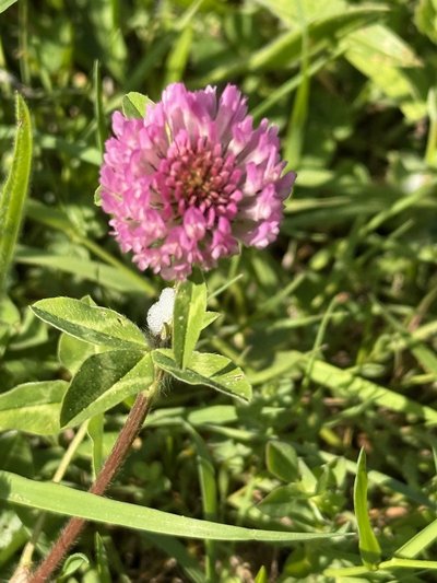 Trefle au jardin-foret