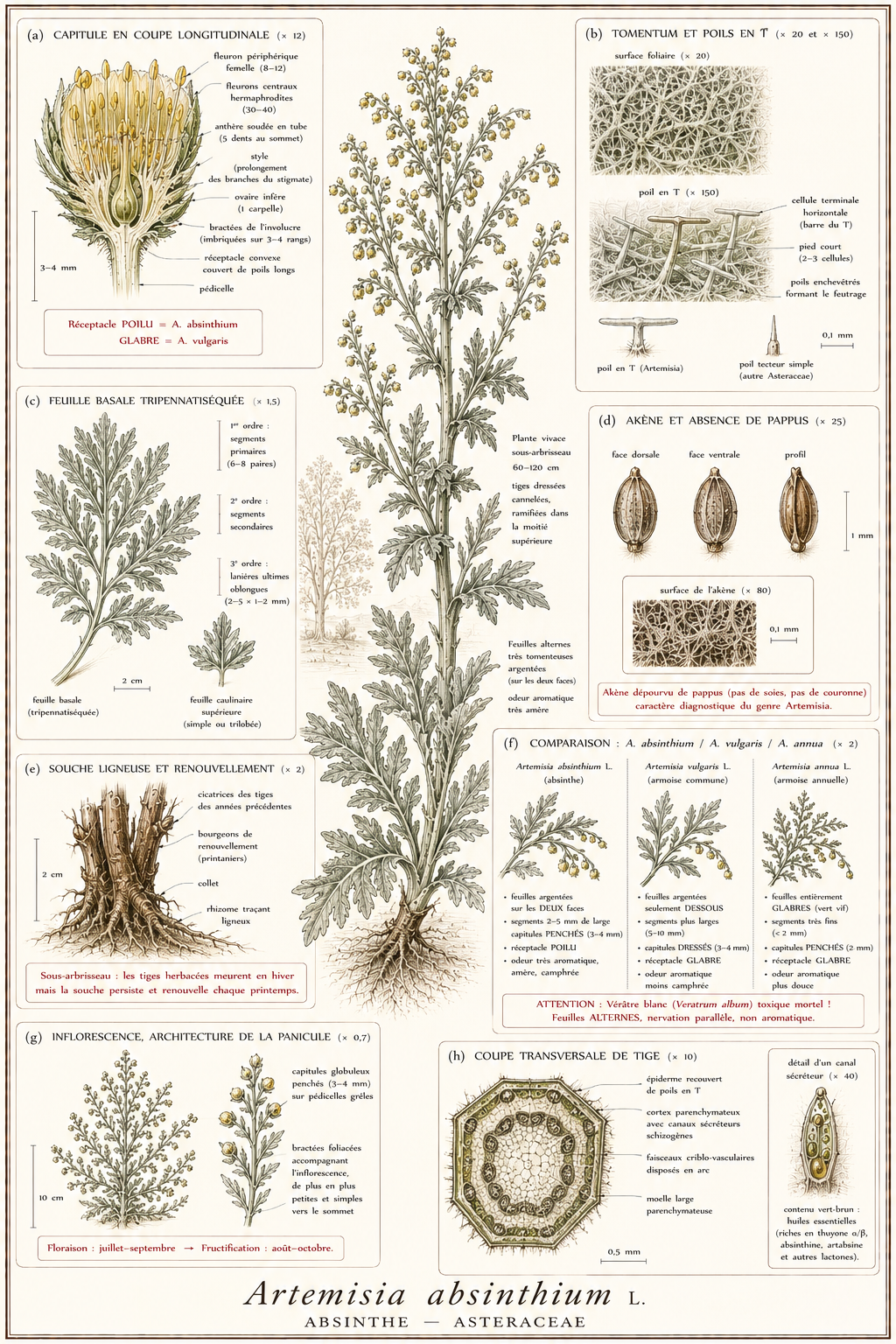 Planche botanique Absinthe