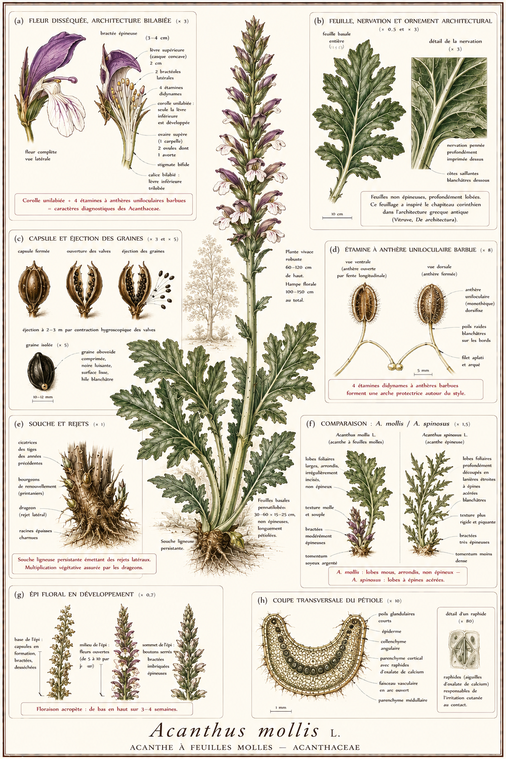 Planche botanique Acanthe à feuilles molles
