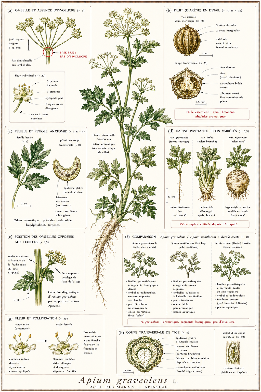 Planche botanique Ache des marais