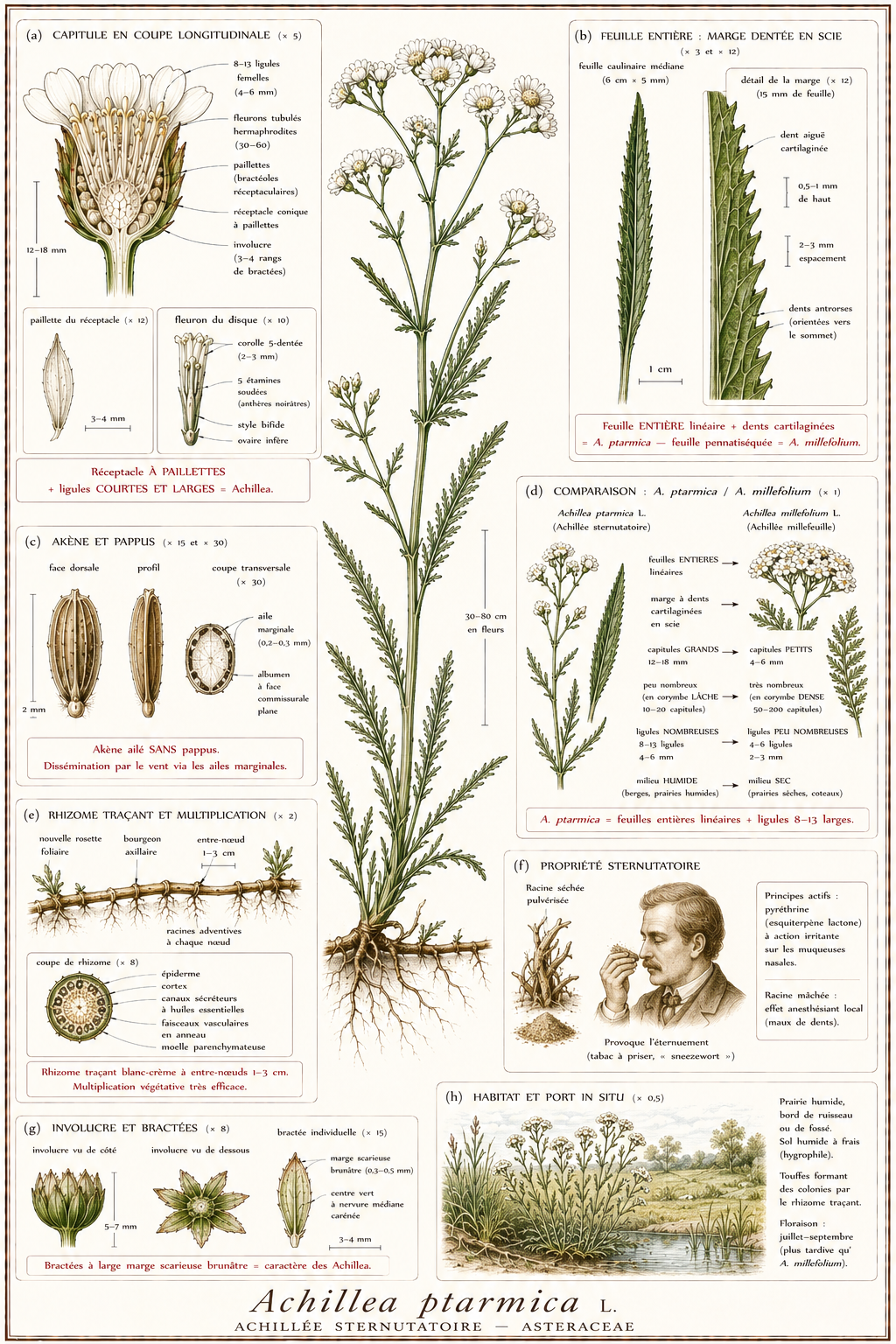 Planche botanique Achillée sternutatoire