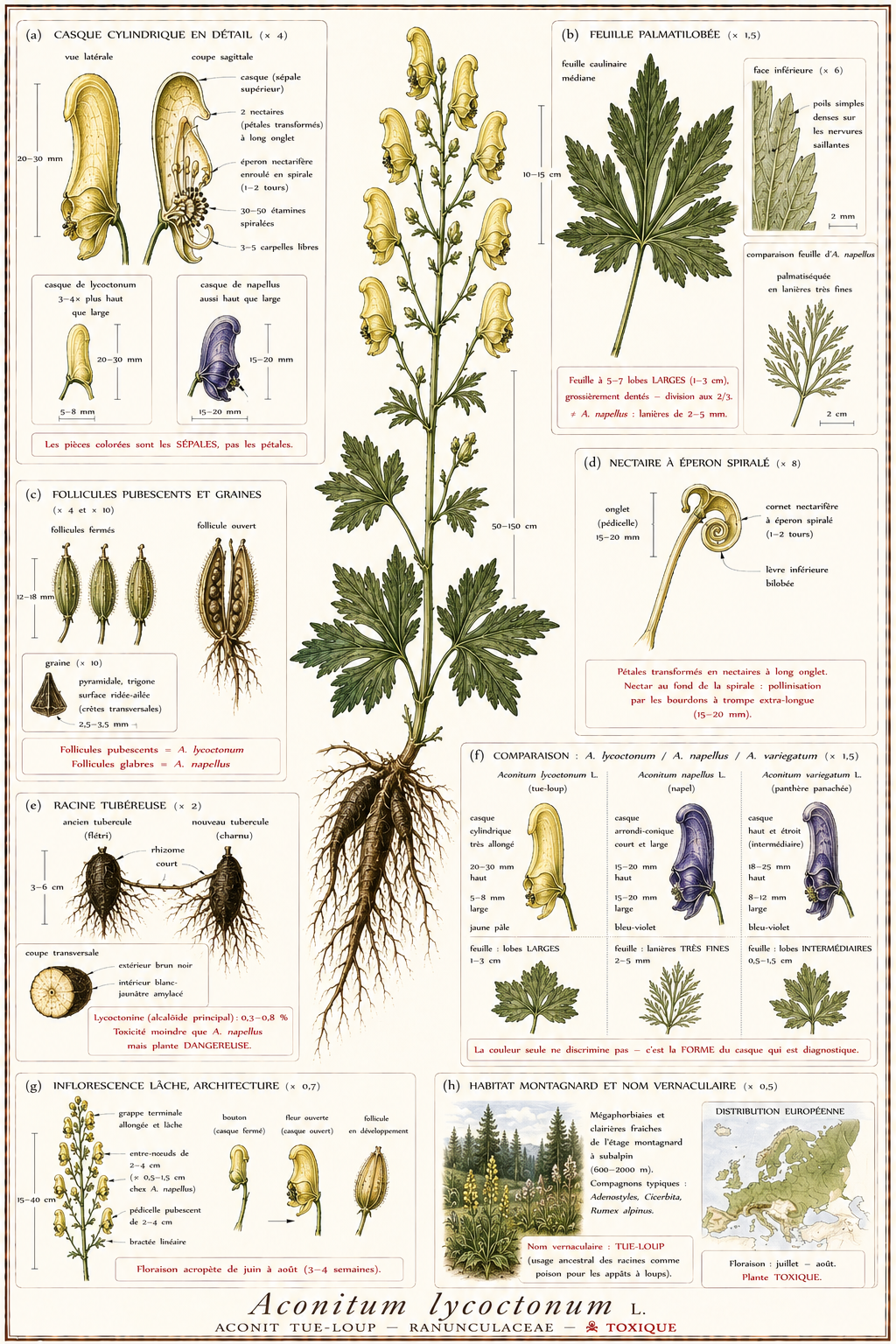 Planche botanique Aconit tue-loup