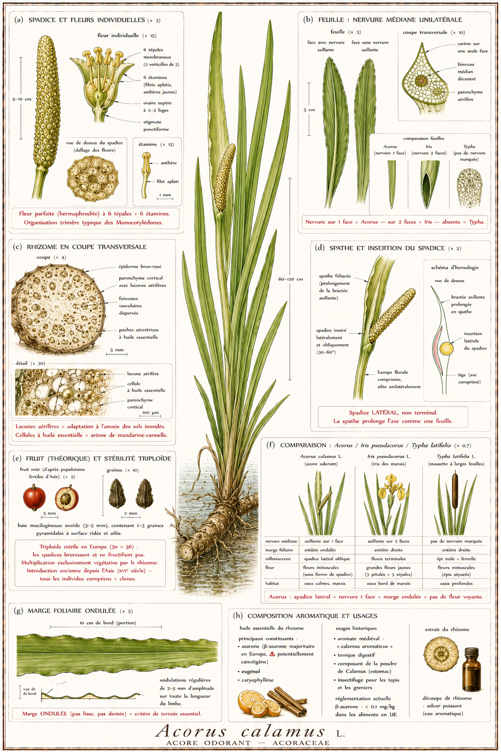 Planche botanique Acore odorant