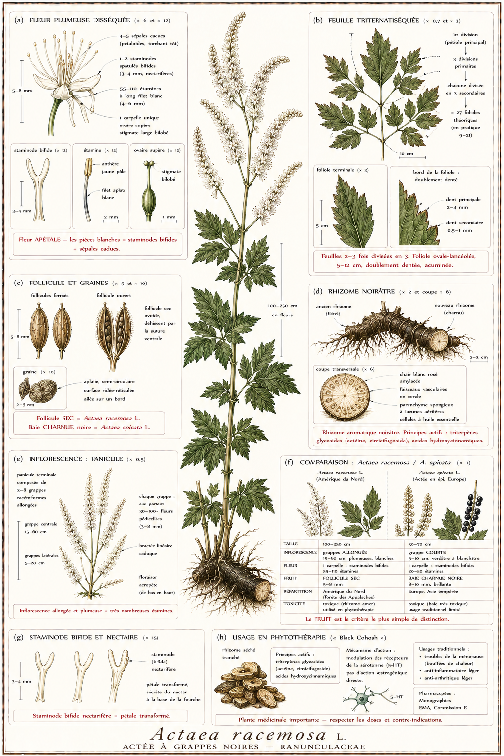 Planche botanique Actée à grappes noires