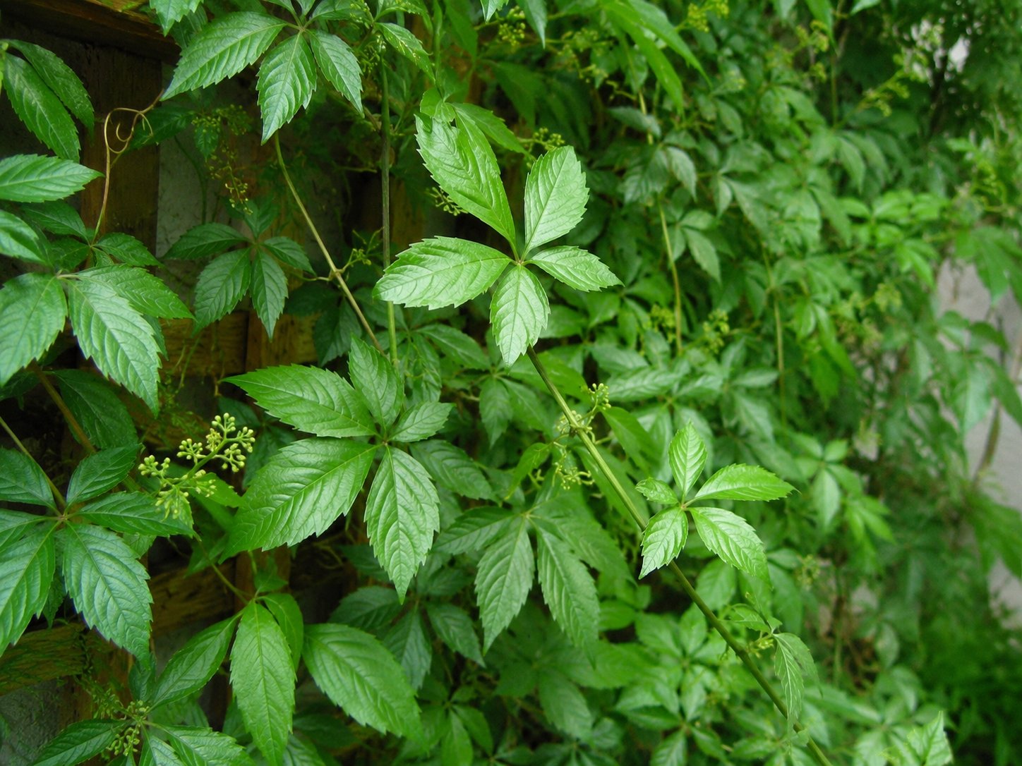 Feuilles de jiaogulan (Gynostemma pentaphyllum), composées palmées à 5 folioles dentées vert vif, sur une liane grimpante, avec quelques vrilles visibles