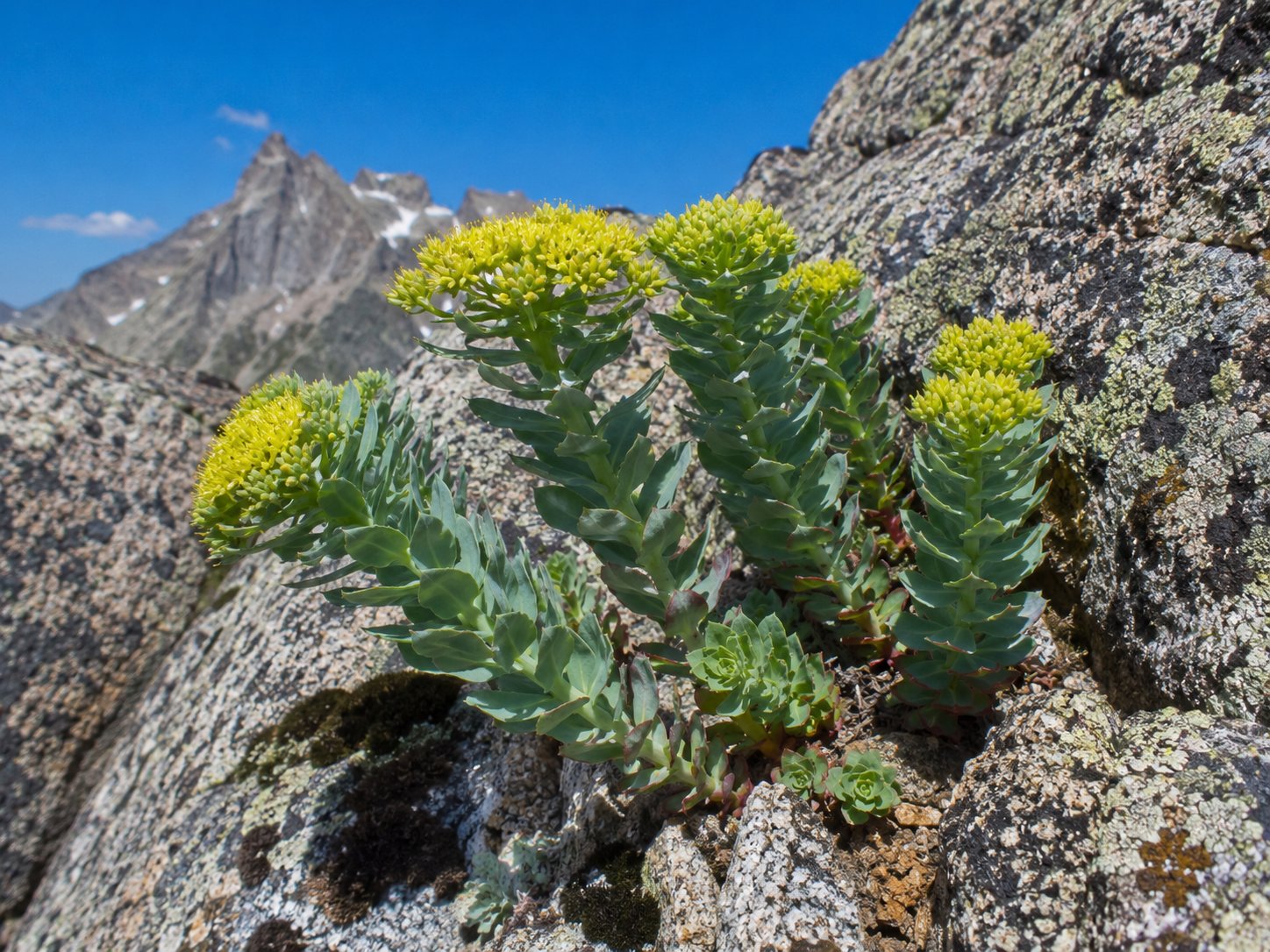 Rhodiola rosea en fleur dans son habitat alpin rocheux, avec ses tiges charnues, ses feuilles succulentes vert-bleuté et ses inflorescences jaune-verdâtre