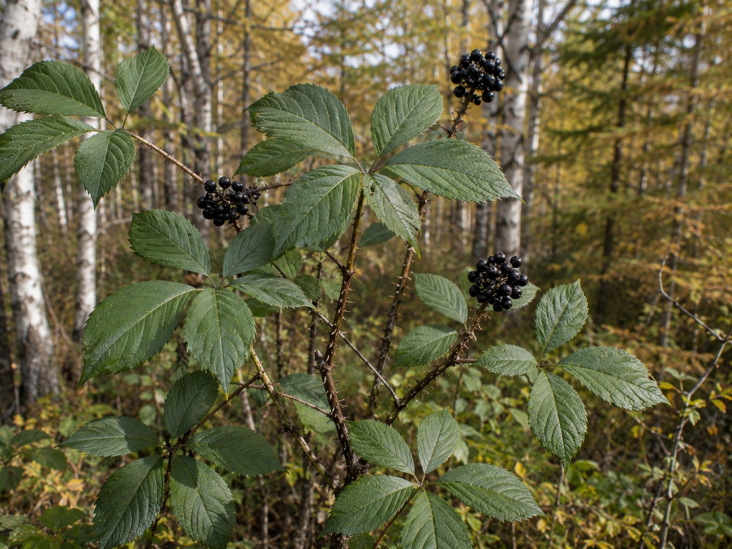 Arbuste d'éleuthérocoque (Eleutherococcus senticosus) avec ses feuilles composées palmées à 5 folioles, ses tiges épineuses et ses grappes de baies noires