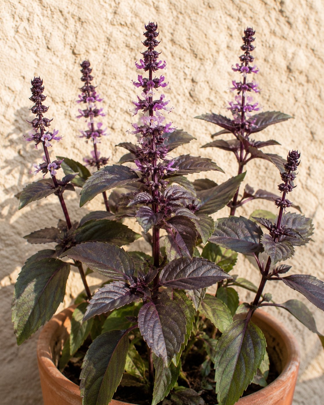 Plant de basilic sacré (Ocimum tenuiflorum) avec ses tiges carrées violacées, ses feuilles ovales dentées vert pourpre et ses épis floraux verticillés mauves