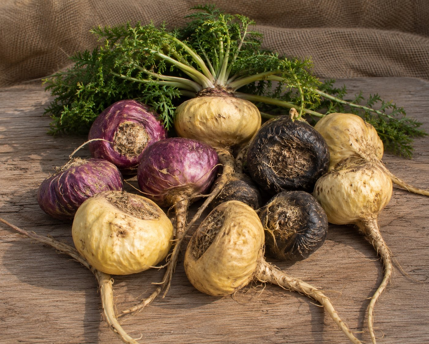 Tubercules de maca (Lepidium meyenii) de différentes couleurs — jaune, rouge, noir — posés sur un fond andin, avec la rosette de feuilles basales vert foncé