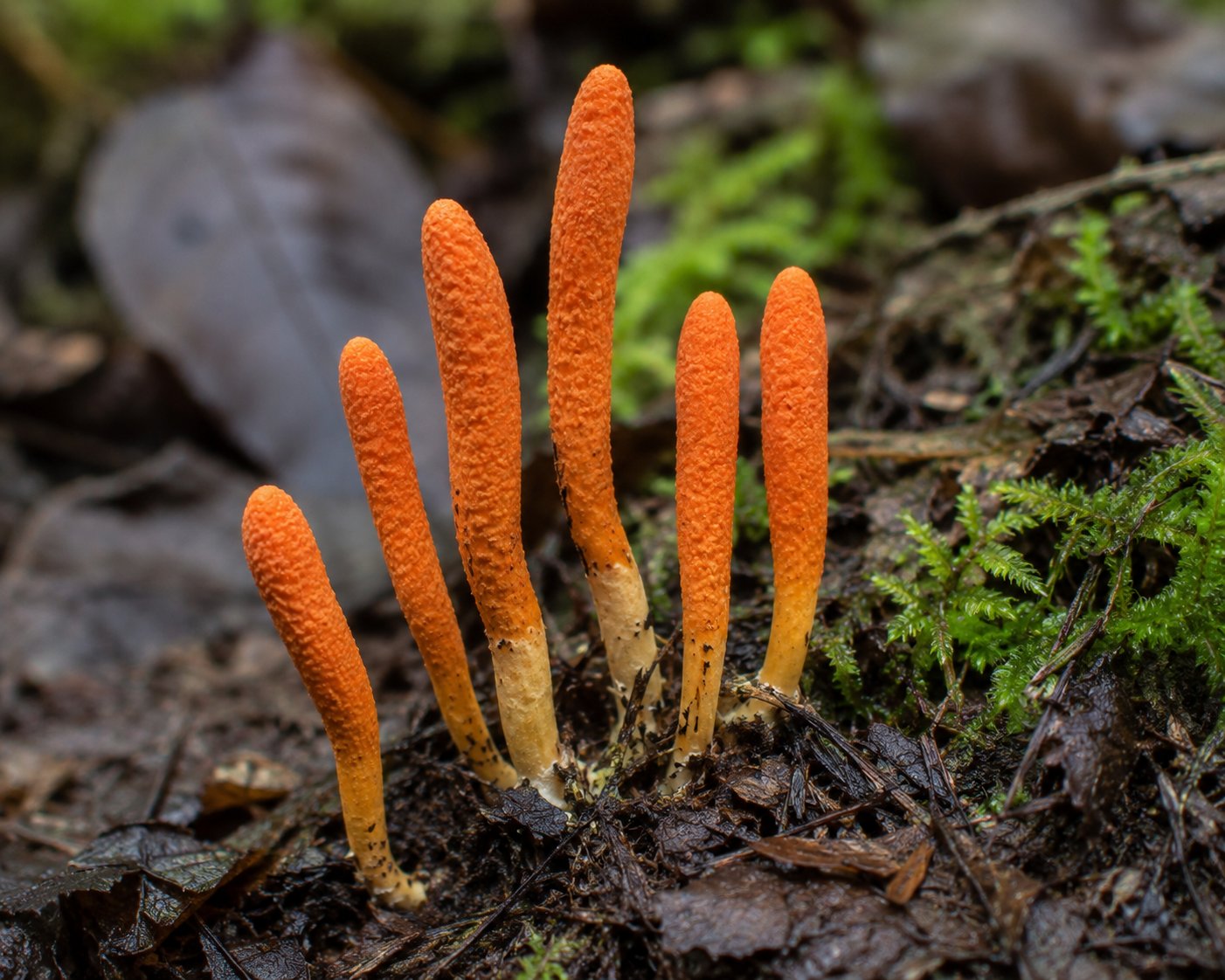 Fructifications de Cordyceps militaris, corps fructifères orange vif en forme de massue émergeant d'un substrat sombre, dans un environnement forestier humide