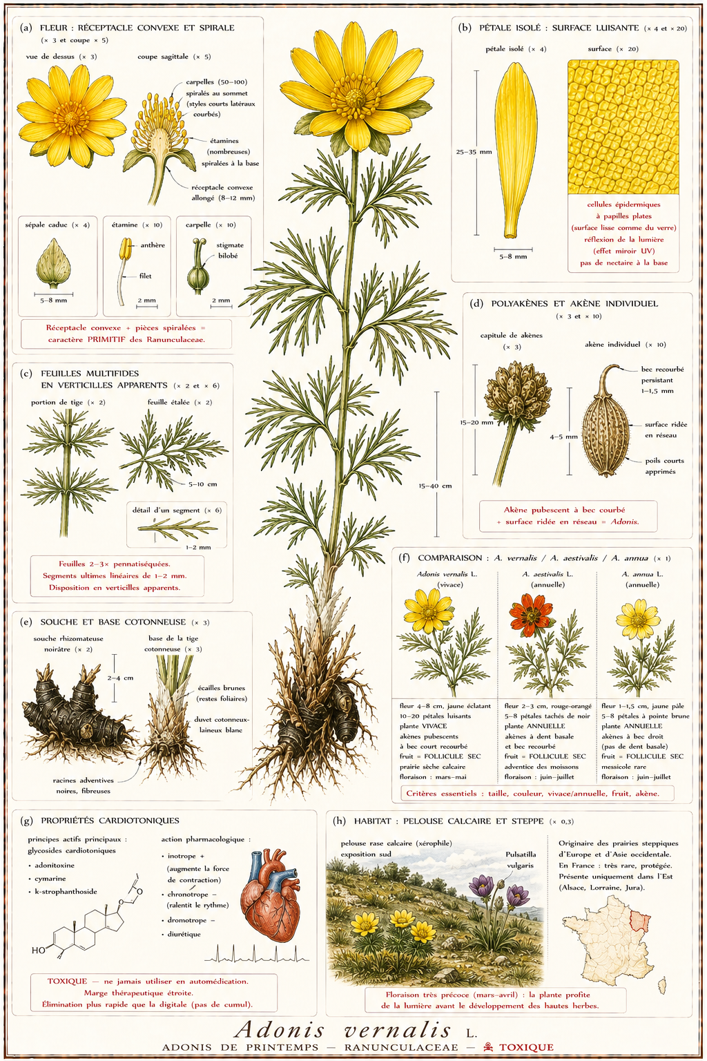 Planche botanique Adonis de printemps