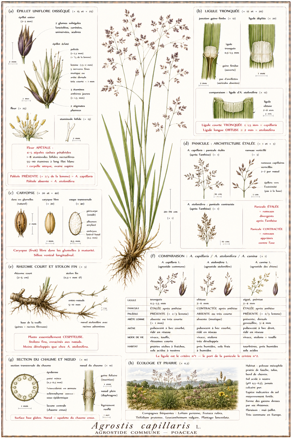 Planche botanique Agrostide commune