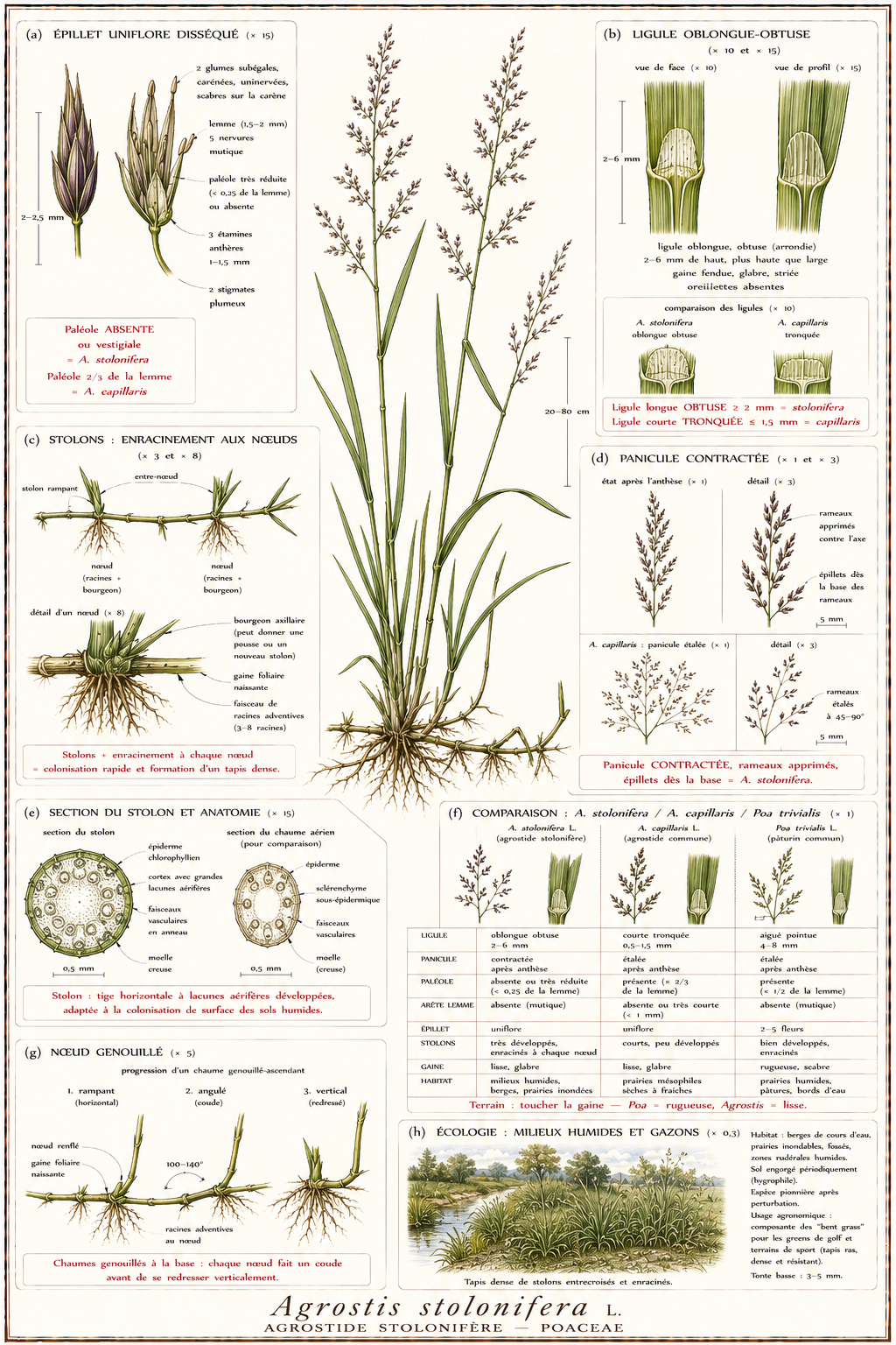 Planche botanique Agrostide stolonifère