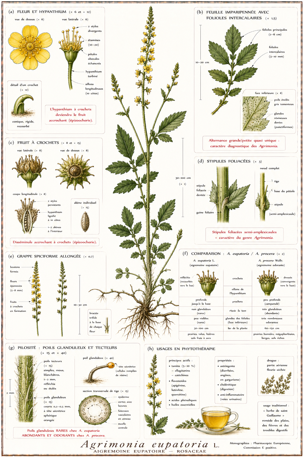 Planche botanique Aigremoine eupatoire
