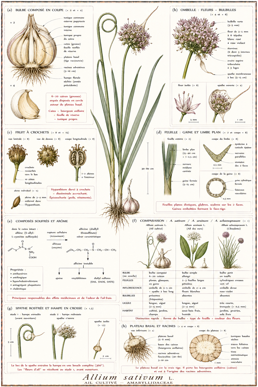 Planche botanique Ail cultivé