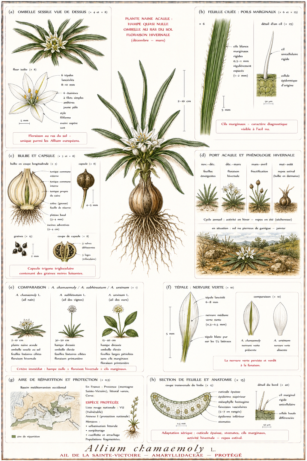 Planche botanique Ail de la Sainte-Victoire