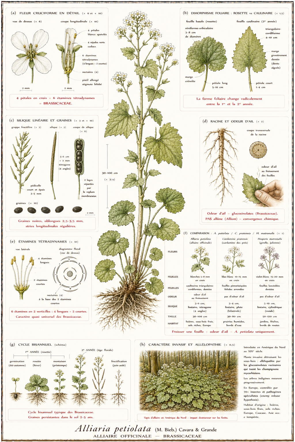 Planche botanique Alliaire officinale