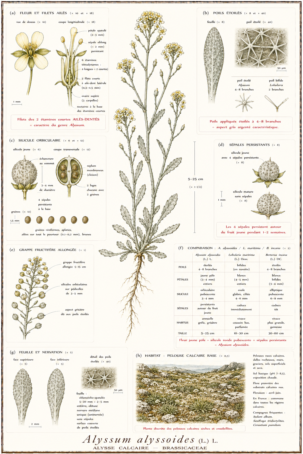 Planche botanique Alysse calcaire