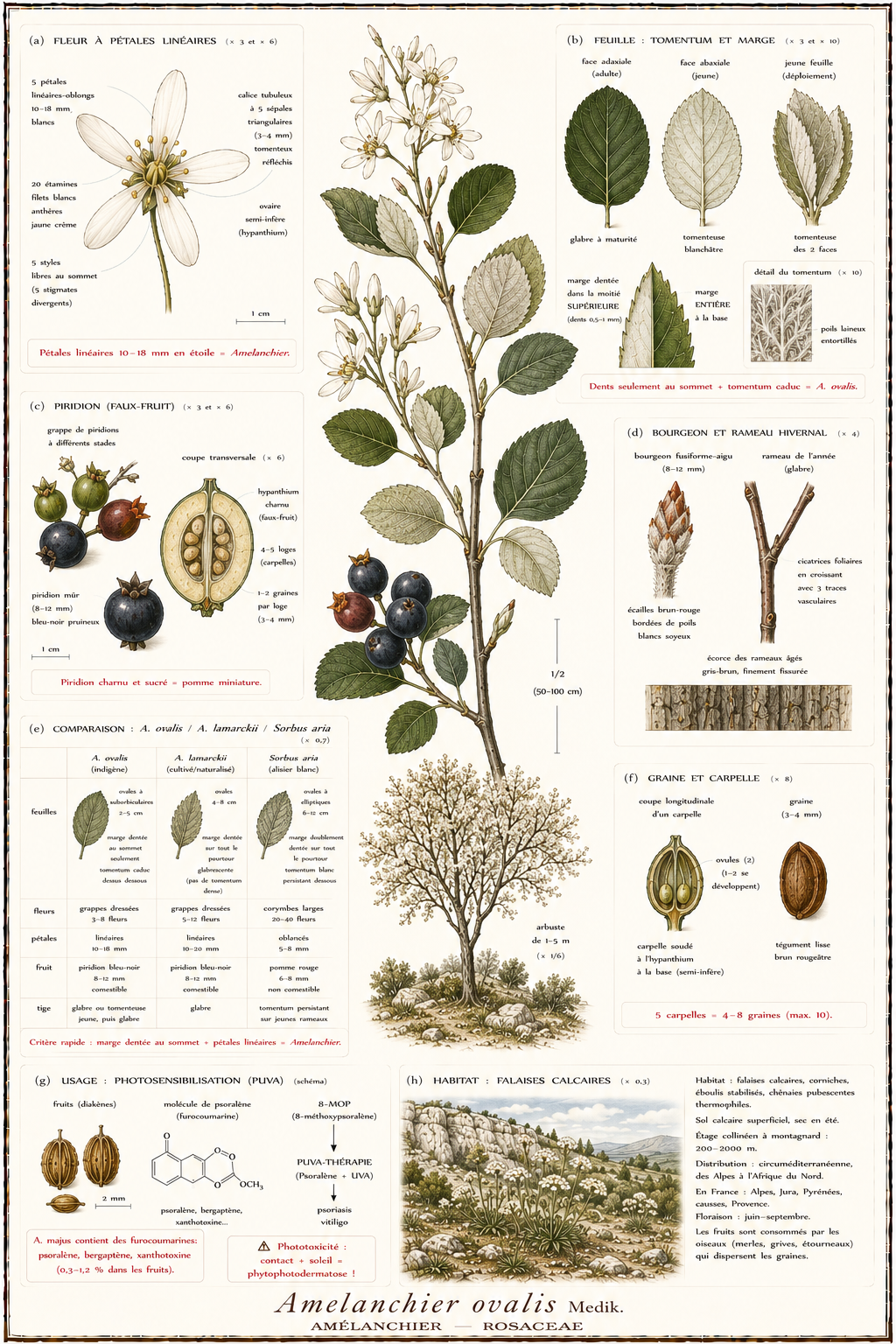 Planche botanique Amélanchier