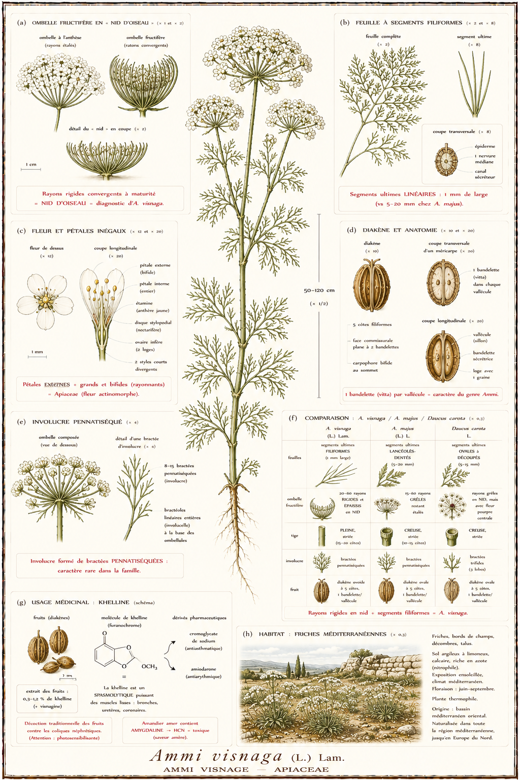 Planche botanique Ammi visnage