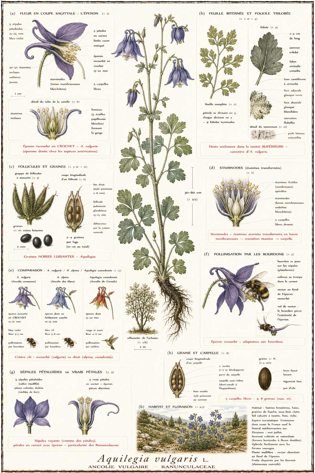 Planche botanique Ancolie vulgaire